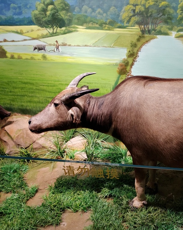 華南農(nóng)業(yè)博物館——大地文明的詩篇